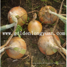 2016 Hot Sale High Quality Fresh Yellow Onion